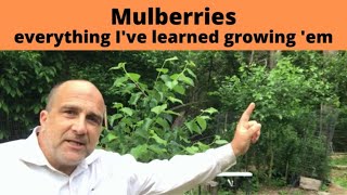 How to grow Mulberries Mulberry Trees produce fruit for 100 years from ONE tree [upl. by Jochbed]