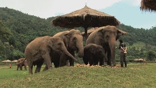 Assignment Asia Thailand’s elephant whisperer [upl. by Cinderella]