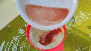 How to culture daphnia  Daphnia culture  How to grow daphnia outdoor [upl. by Wehttam]