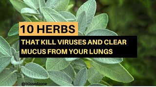 10 Herbs That Kill Viruses and Clear Mucus from Your Lungs  Blissed Zone [upl. by Rosemarie]