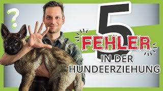 Vermeide diese 5 FEHLER in der Hundeerziehung [upl. by Anizor664]