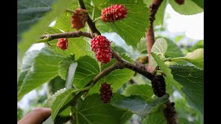 Morus Nigra Mulberries Noire of Spain  the King of Mulberries [upl. by Lissa770]