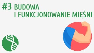 Budowa i funkcjonowanie mięśni 3  Układ ruchu [upl. by Betthel353]