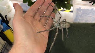 Giant Huntsman Spider from Australia [upl. by Ojok]