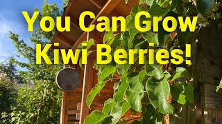 Growing Hardy Kiwi aka Kiwi Berry Actinidia arguta [upl. by Hearn]