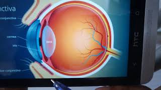 CONJUNCTIVA general structure quick review in easy way [upl. by Naara]