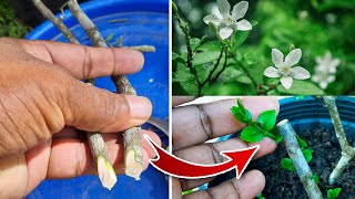 The Secrets of Stem Cuttings Propagation  Cuttings Propagation Easy Method [upl. by Yleve]