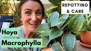 Hoya Macrophylla Variegata  Repotting and Care [upl. by Dibbell]