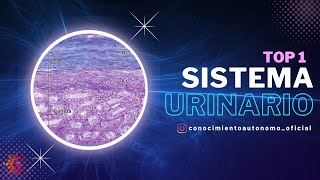 Sistema Urinario Sesión 1  HISTOLOGÍA [upl. by Eddra290]