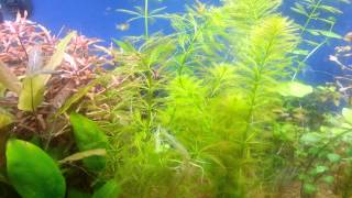 Parrots Feather Myriophyllum aquaticum [upl. by Orazal]