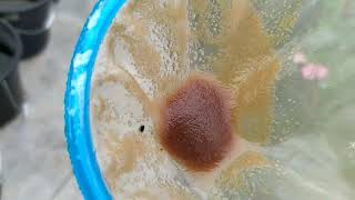 How to culture daphnia moina in a small container Part 1 English Subtitle [upl. by Heffron236]