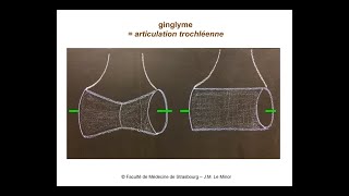 Anatomie générale des articulations [upl. by Glynda]