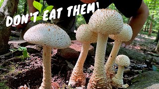 7 Common Poisonous Mushrooms You Should Know [upl. by Tyree]