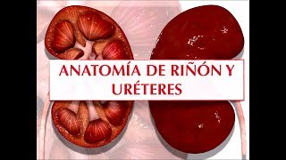 ANATOMÍA DE RIÑÓN Y URÉTER [upl. by Enirehtac]