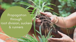 Propagation Through Root Division Suckers and Runners  VEGETATIVE PROPAGATION [upl. by Rawlinson431]