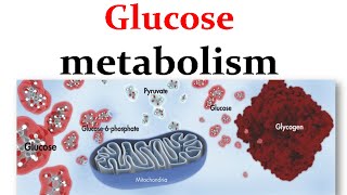 Overview of glucose metabolism [upl. by Atiuqnahs]