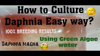 Daphnia MagnaHow to Culture Daphnia Easy wayCulturing Daphnia using Green water Daphnia [upl. by Sila549]