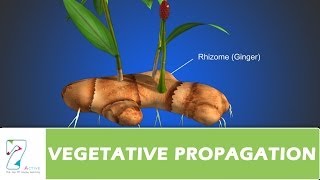 VEGETATIVE PROPAGATION [upl. by Gilemette]