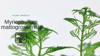 Myriophyllum mattogrossense [upl. by Estes]