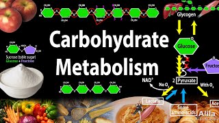 Carbohydrate Structure and Metabolism an Overview Animation [upl. by Reyem]