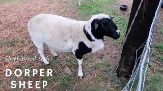 Dorper Sheep  Sheep Breed Series [upl. by Ailina]