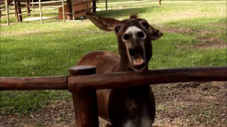 CRAZY DONKEY SOUND  Top 5 Donkey Sounds [upl. by Saum]