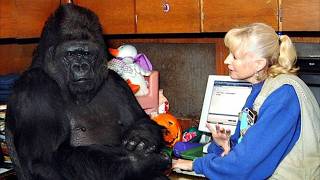 Gorilla That Can Talk Said Something Shocking About Humans – You Won’t Believe It [upl. by Idolem]