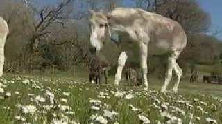 Hoof Trimming Donkeys [upl. by Lorrad]