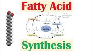 Fatty Acid Synthesis Pathway Overview Enzymes and Regulation [upl. by Sualk]