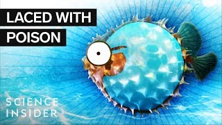 What’s Inside A Puffer Fish [upl. by Mohkos]