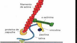 Ayudantía BioCel El citoesqueleto 23 Microfilamentos [upl. by Atnoed]