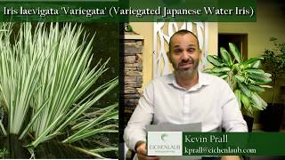 Variegated Japanese Water Iris  Perennial  Landscaping Ideas  eichenlaub [upl. by Moina]