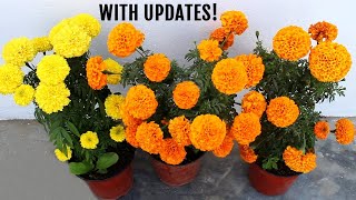 BEST Ways To Get MORE Flowers in Marigold Plant [upl. by Lledualc84]