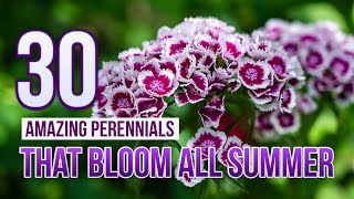 30 Amazing Perennials That Bloom All Summer [upl. by Nikolaus434]