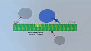 Los Microtubulos [upl. by Ihp]