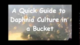 How to culture daphnia outside [upl. by Togram]