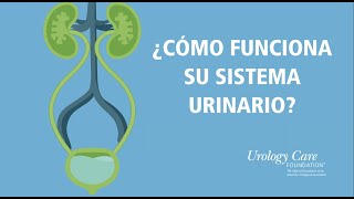 ¿Cómo Funciona Su Sistema Urinario  Urology Care Foundation [upl. by Aihset]