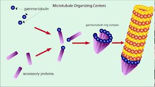 Microtubules Structure and Function [upl. by Fruin]