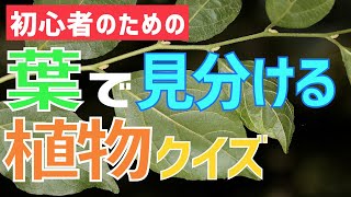 初心者のための葉で見分ける植物クイズ ～真夏の樹木 [upl. by Minsat871]