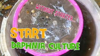 How to culture daphnia moina the easy way 1  Starting the Daphnia culture [upl. by Yalhsa3]