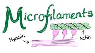 Microfilaments [upl. by Suirtemid398]