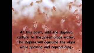 Daphnia  How to grow daphnia in your home [upl. by Nyleuqcaj]