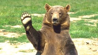 Bears  A Cute And Funny Bear Videos Compilation  NEW HD [upl. by Martin526]