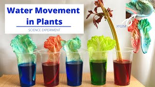 Xylem in Plants  How Water Moves Up the Stem  Water Movement in Plants  Science Experiment [upl. by Ramel]