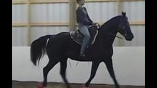 The Gaited Horse Gait Spectrum [upl. by Ongun]