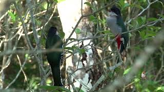 TOCORORO cantando Cuban Trogon Priotelus temnurus Ave Nacional y ENDÉMICA de CUBA [upl. by Ev]