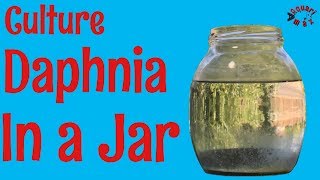 How to Culture Daphnia in a Jar [upl. by Ellicul625]