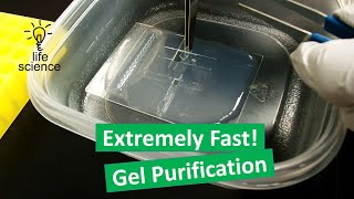 DNA Gel Purification  Freeze amp Squeeze Method [upl. by Ferriter]