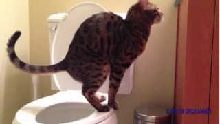 Toilet trained Bengal cat Romeo  Part 2 [upl. by Femmine]