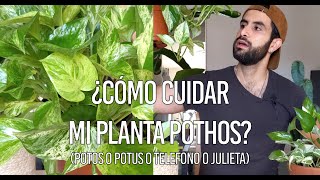 ¿Cómo cuidar la planta Pothos potos o potus o telefono [upl. by Lopes]